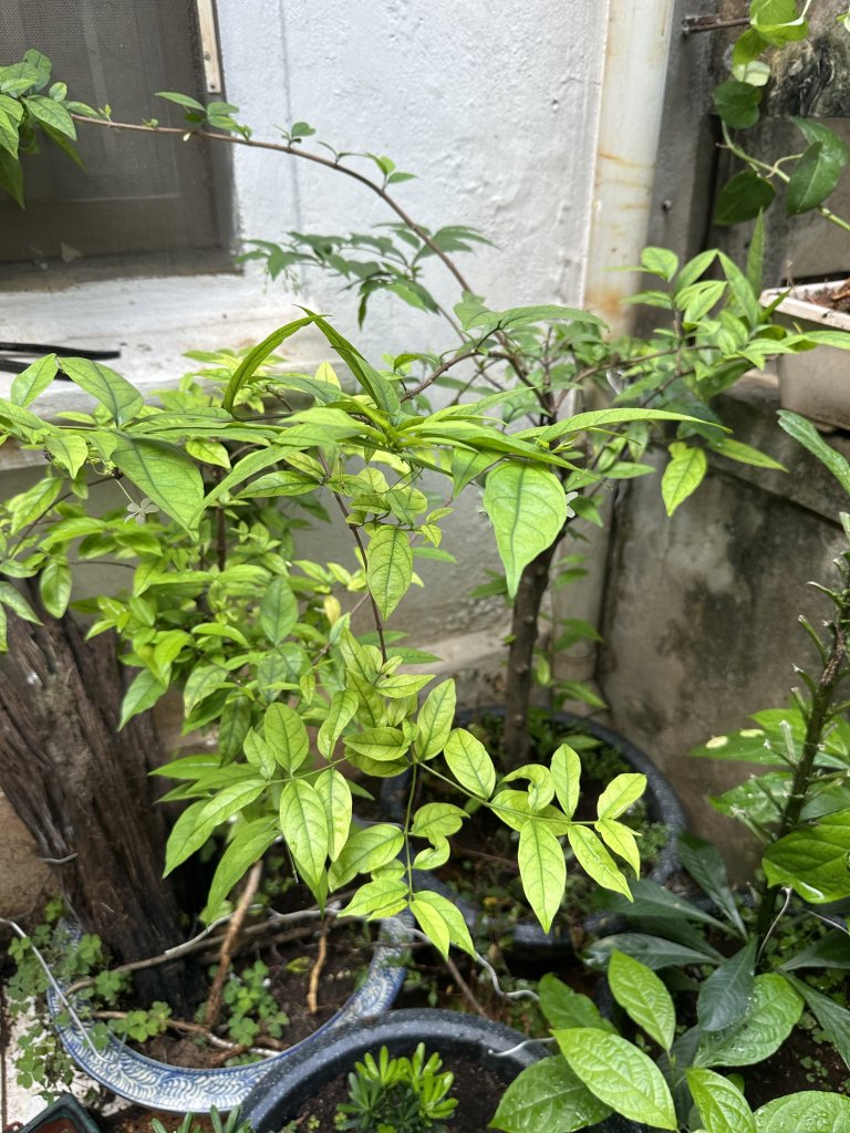 IMG_8297.jpeg