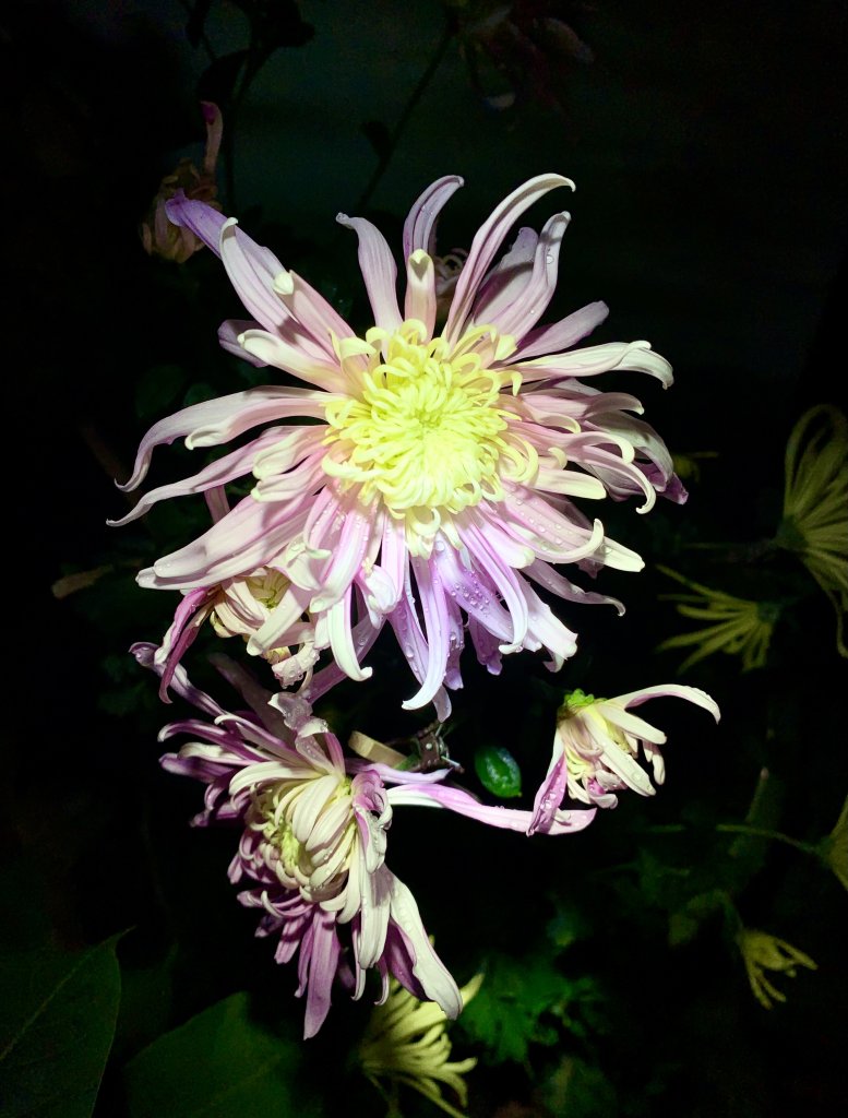 IMG_2291.jpeg