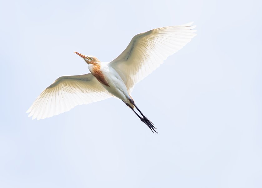 IMG_2380Crop.JPG