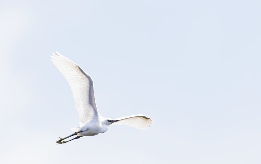 IMG_2360Crop.JPG
