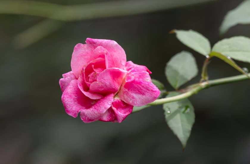 BQ2A2681Crop.JPG