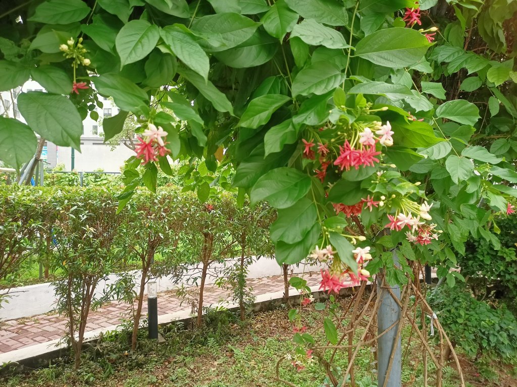 IMG20260521073714.jpg