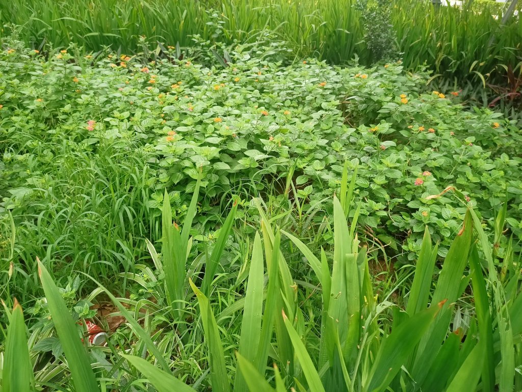 IMG20260521073428.jpg