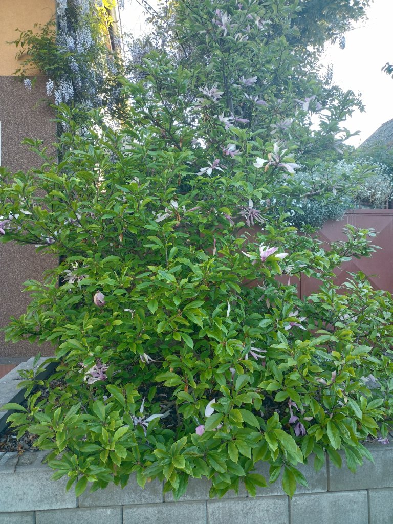 IMG20260523191436.jpg