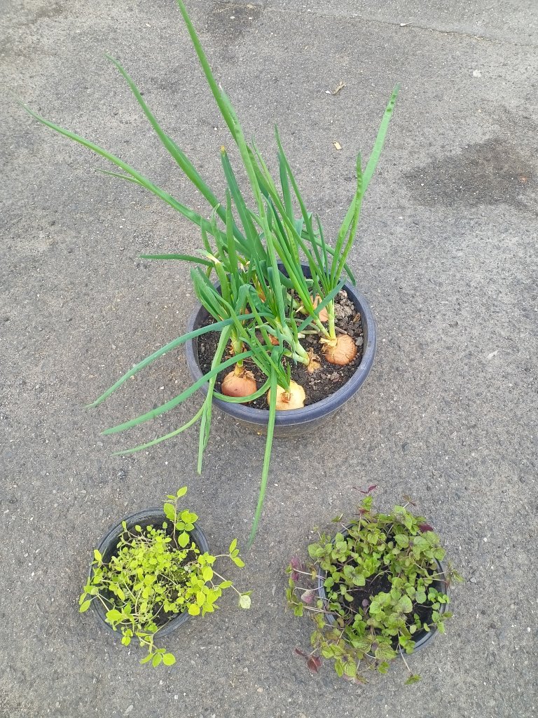 IMG20260524142010.jpg
