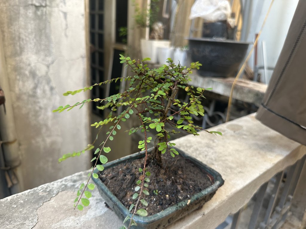 IMG_8650.jpeg