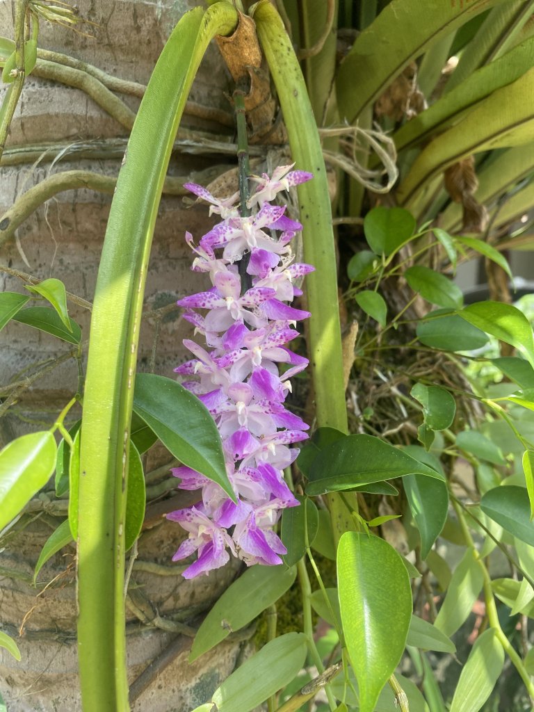 IMG_9124.jpeg