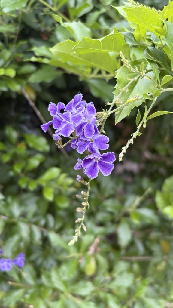 IMG_0596.jpeg
