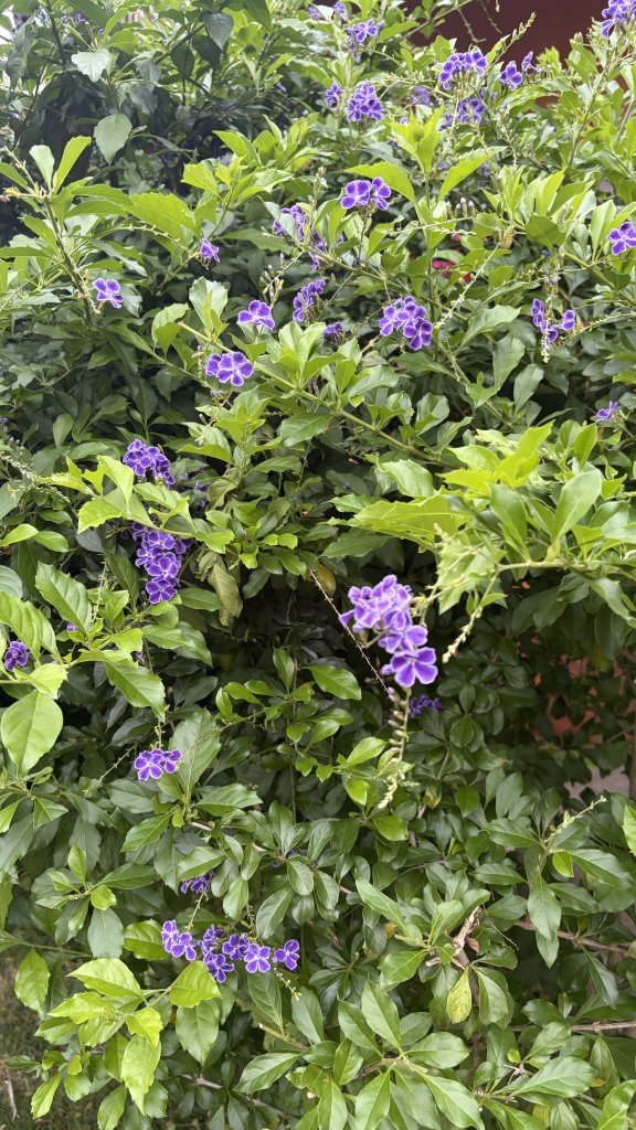 IMG_0595.jpeg
