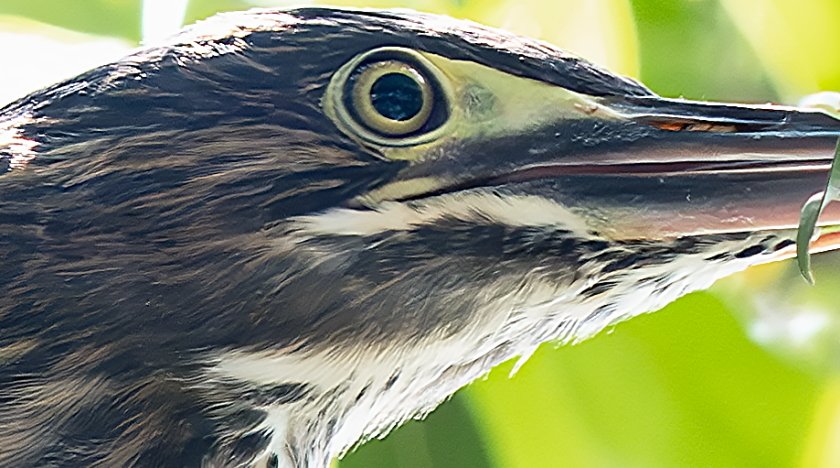 IMG_2997Crop.JPG