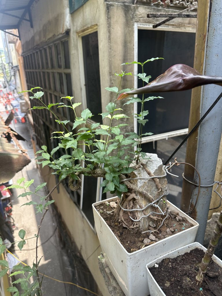 IMG_8790.jpeg