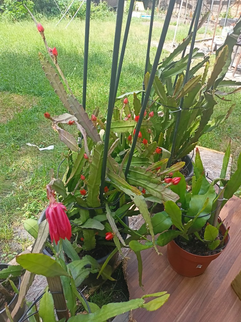 IMG20260531134249.jpg