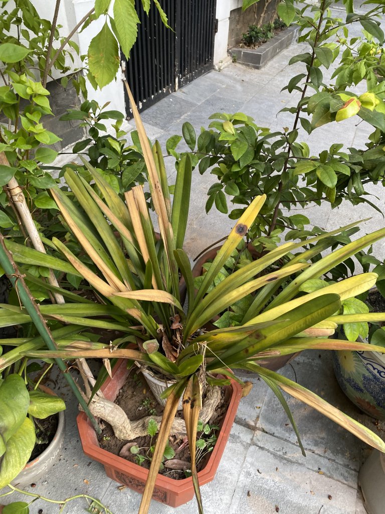 IMG_0424.jpeg