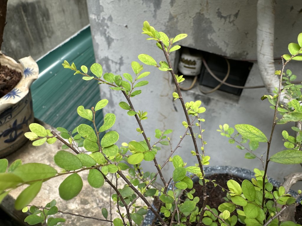 IMG_8994.jpeg