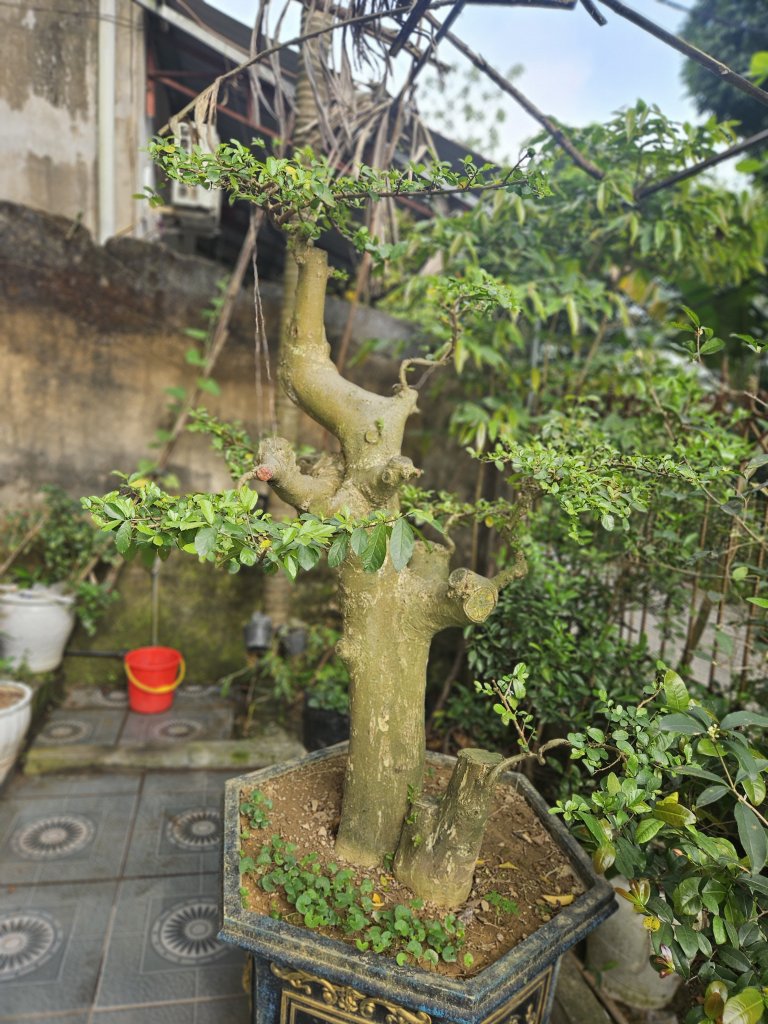 28831.jpg