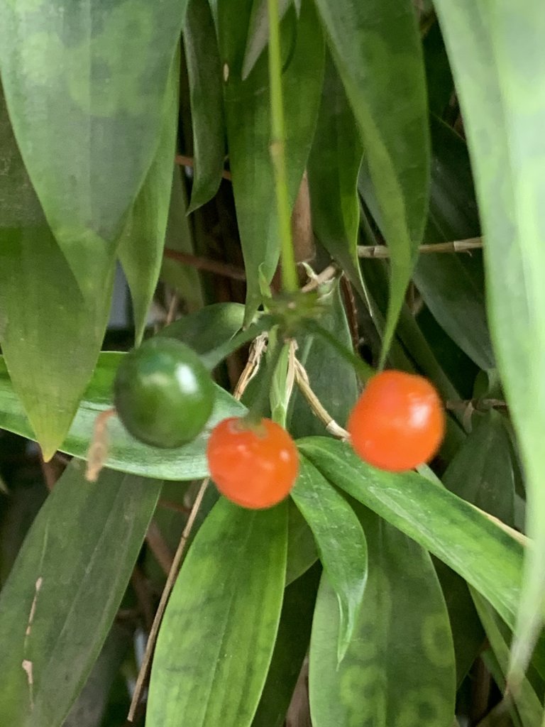 IMG_0709.jpeg