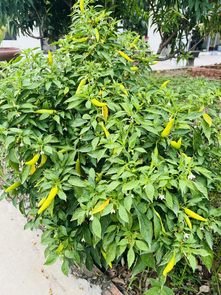 IMG_0064.jpeg