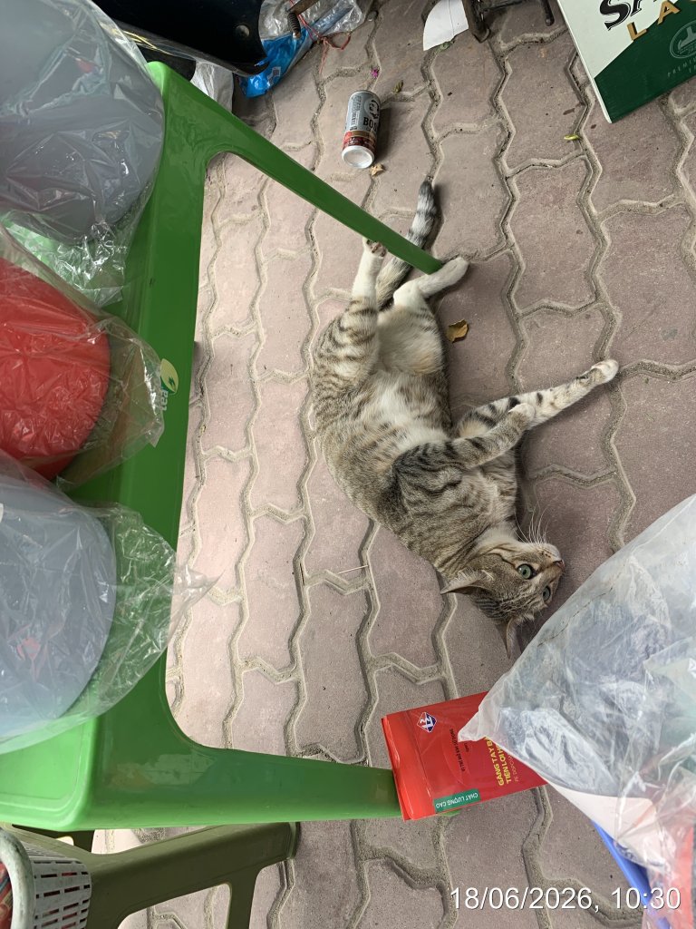 TC_09568.jpeg