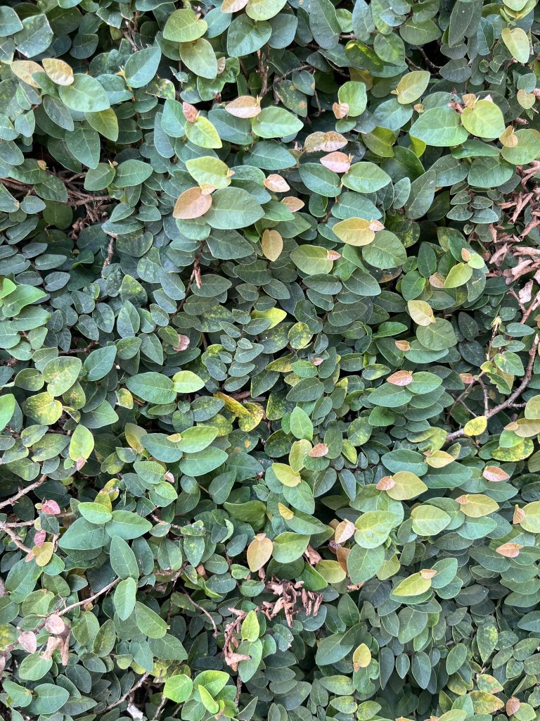 IMG_9544.jpeg