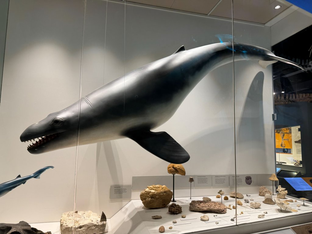 Melb Museum ((cá voi).jpg