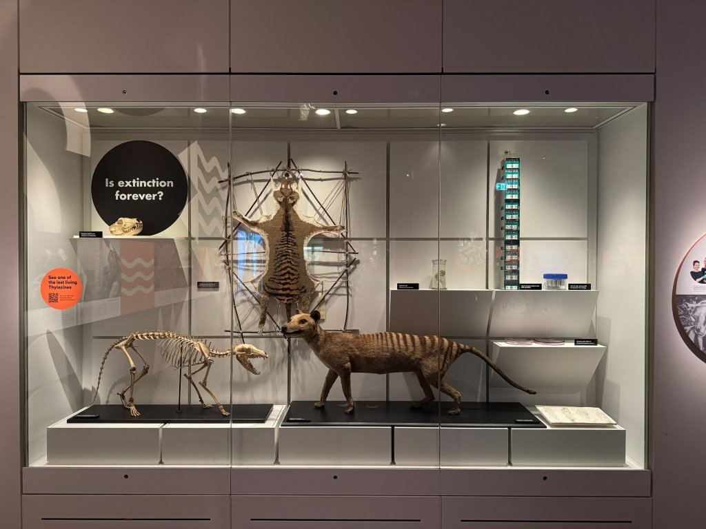 Melb Museum (Tas Tiger).jpg