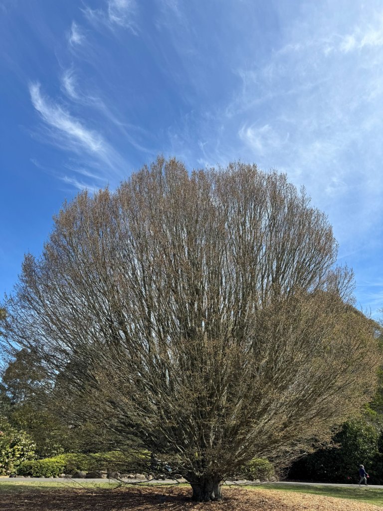 dandenong range tree.jpg
