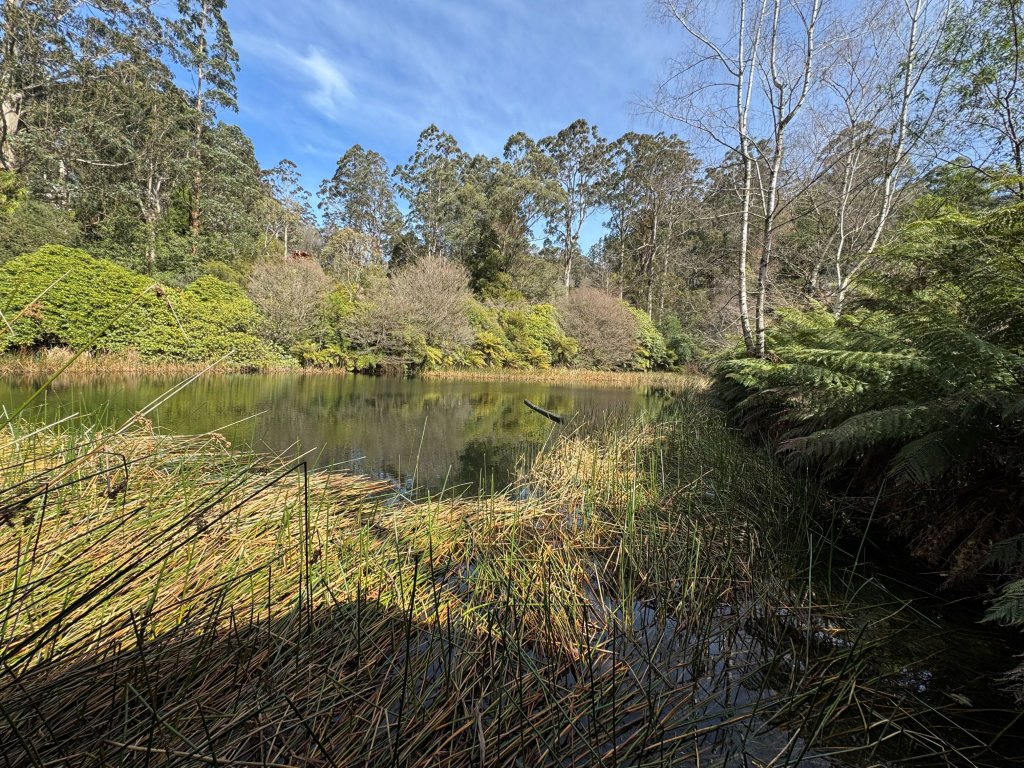 Dandenong range lake.jpg