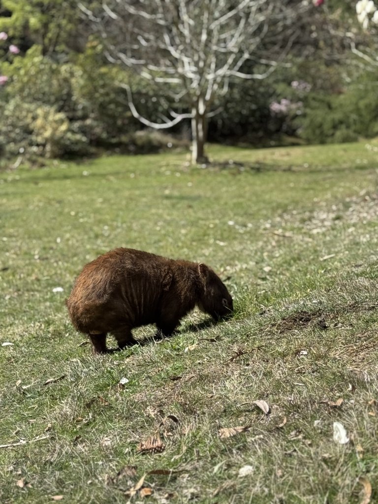 Wombat.jpg
