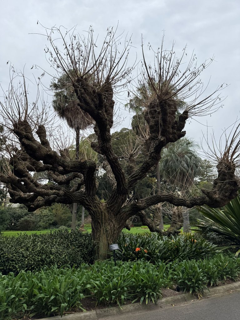 cây trong Botanic Garden.jpg