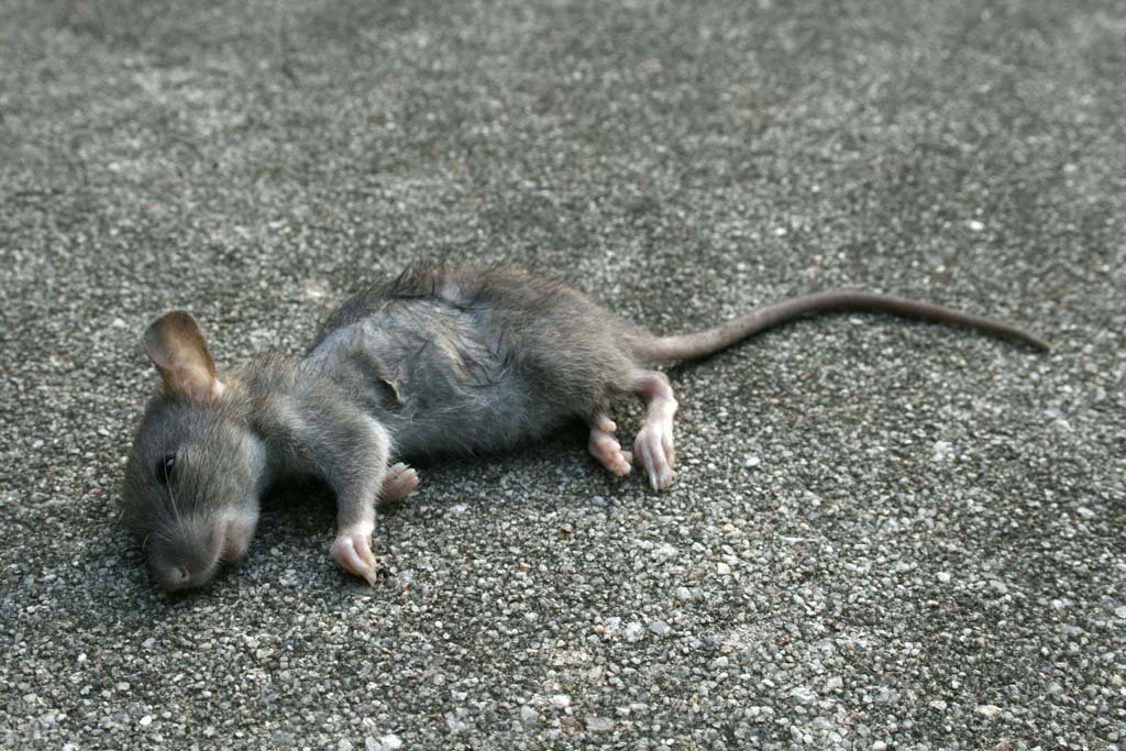 2008-09-11_Dead_baby_rat.jpg