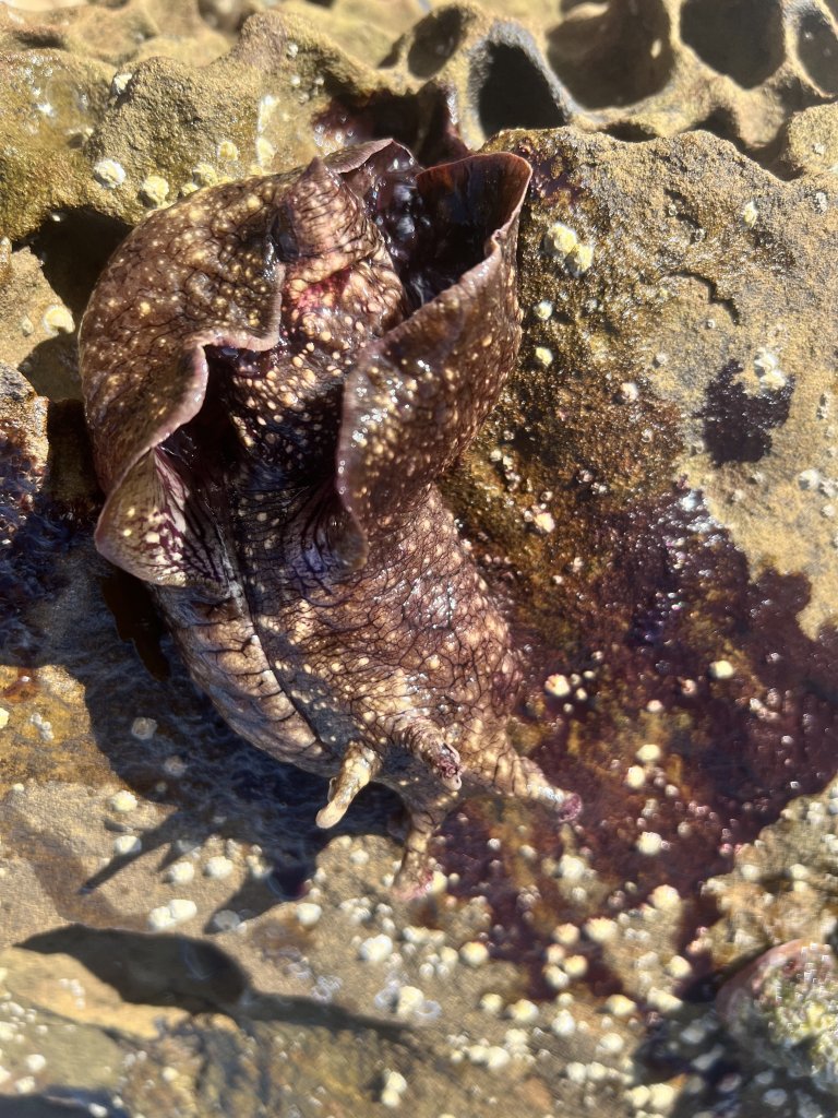 IMG_0036.jpeg