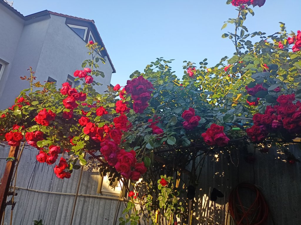 IMG20260622194052.jpg