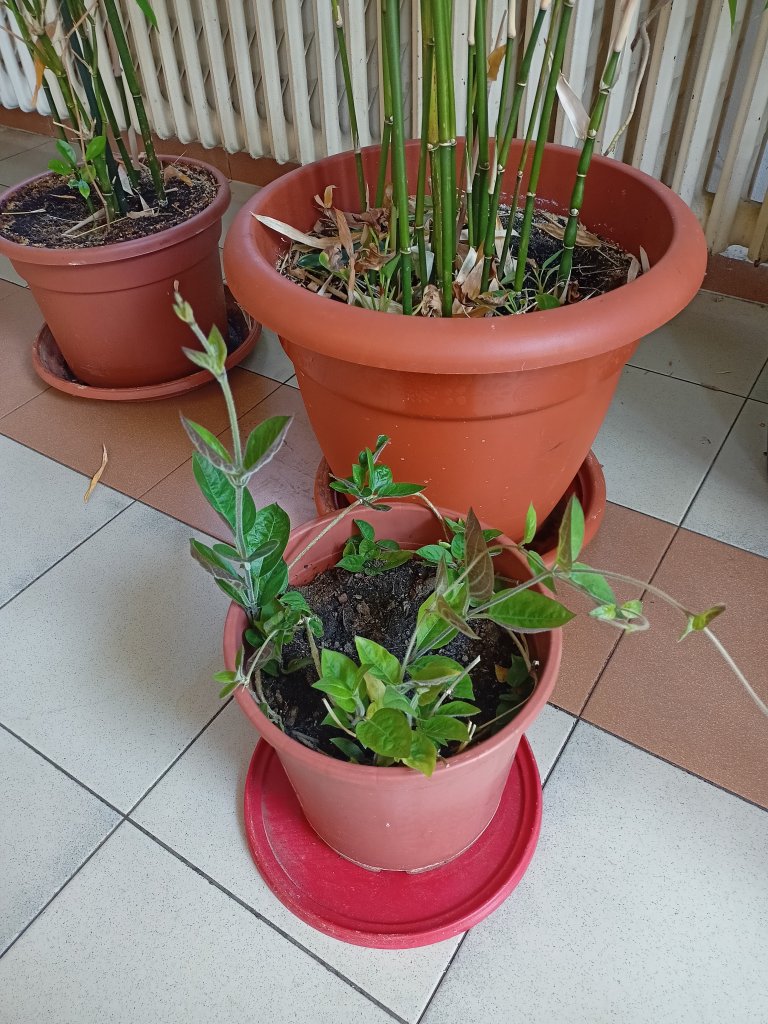 IMG20260628131815.jpg