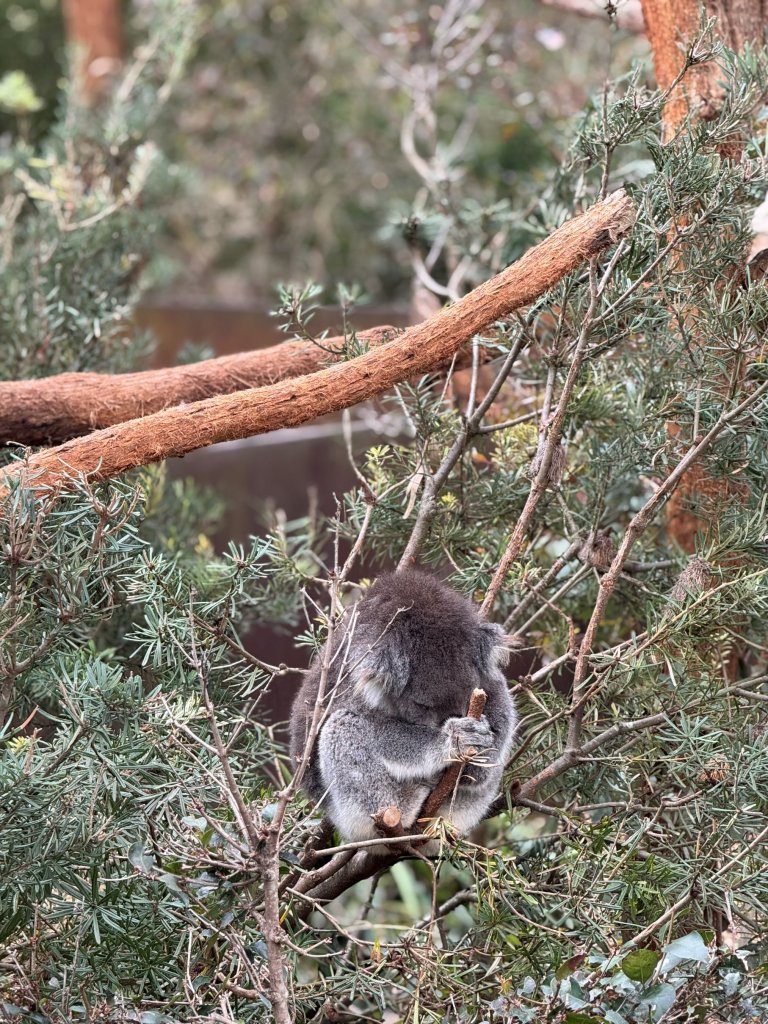 Healsville Koala.jpg