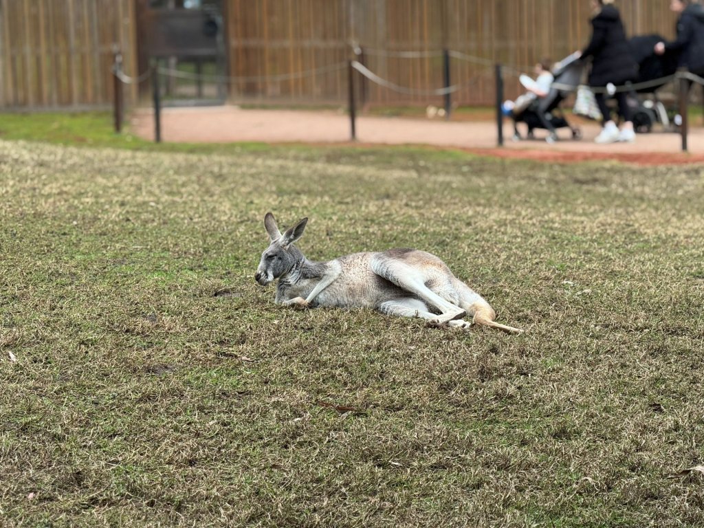 Healsville Roo.jpg