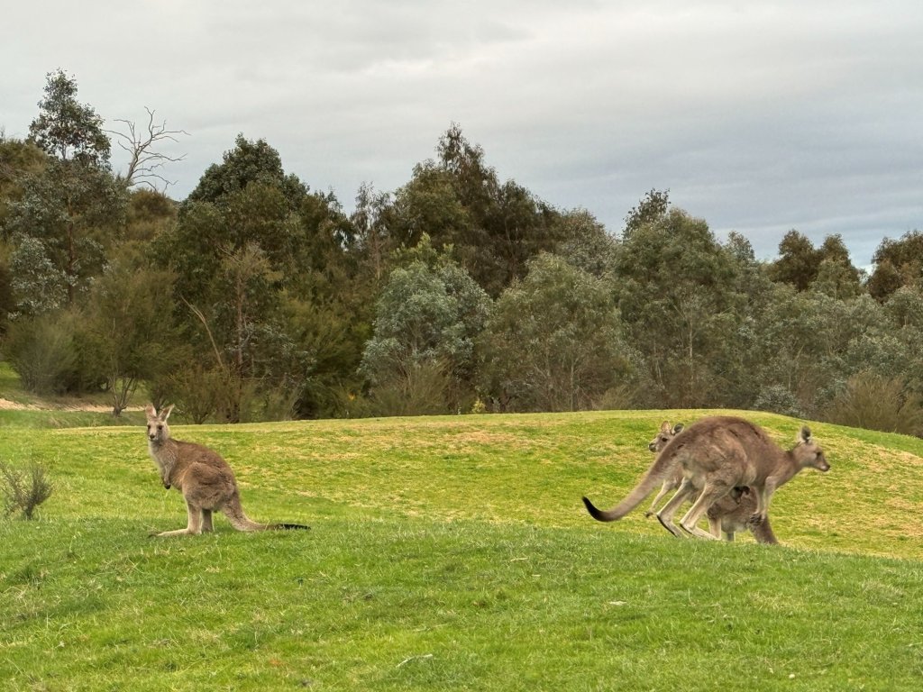 Roo in nature.jpg