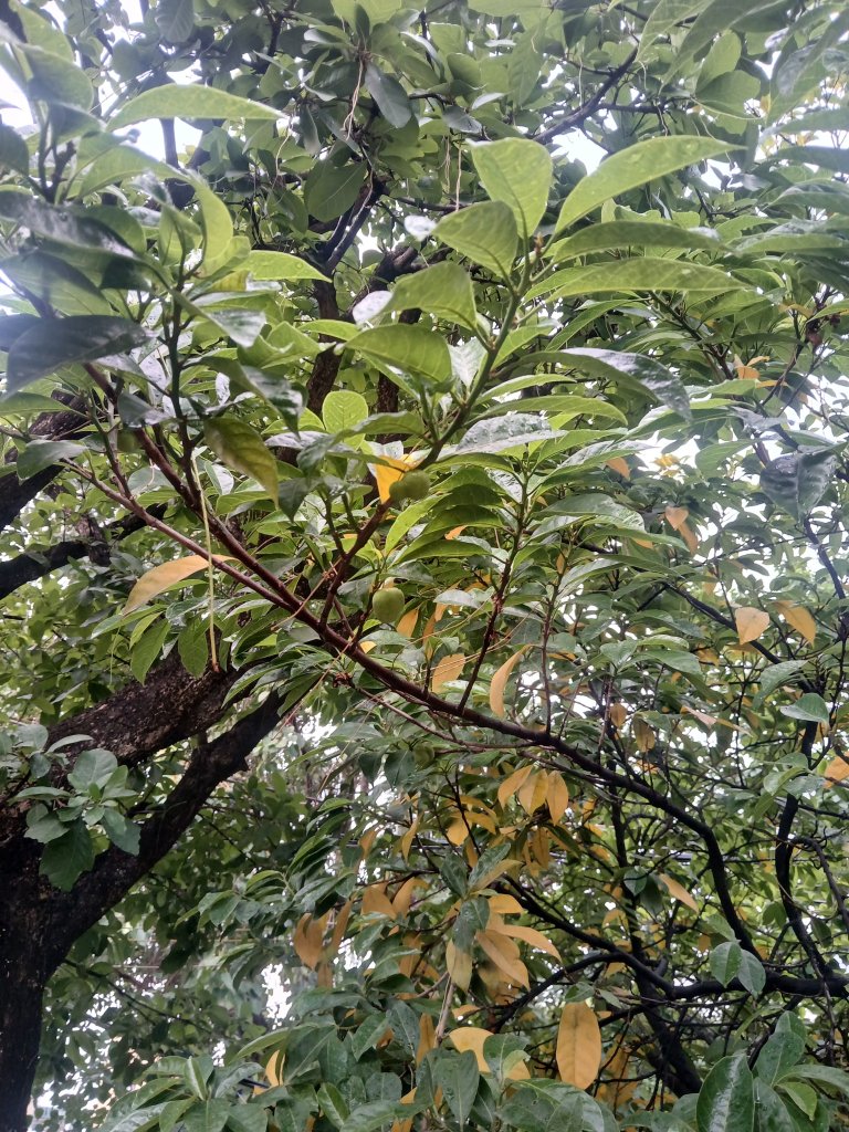 20260628_172706.jpg