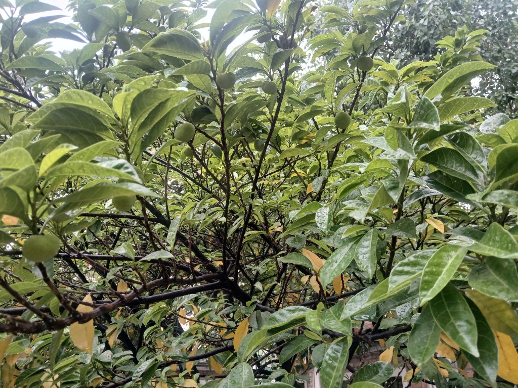 20260628_172734.jpg