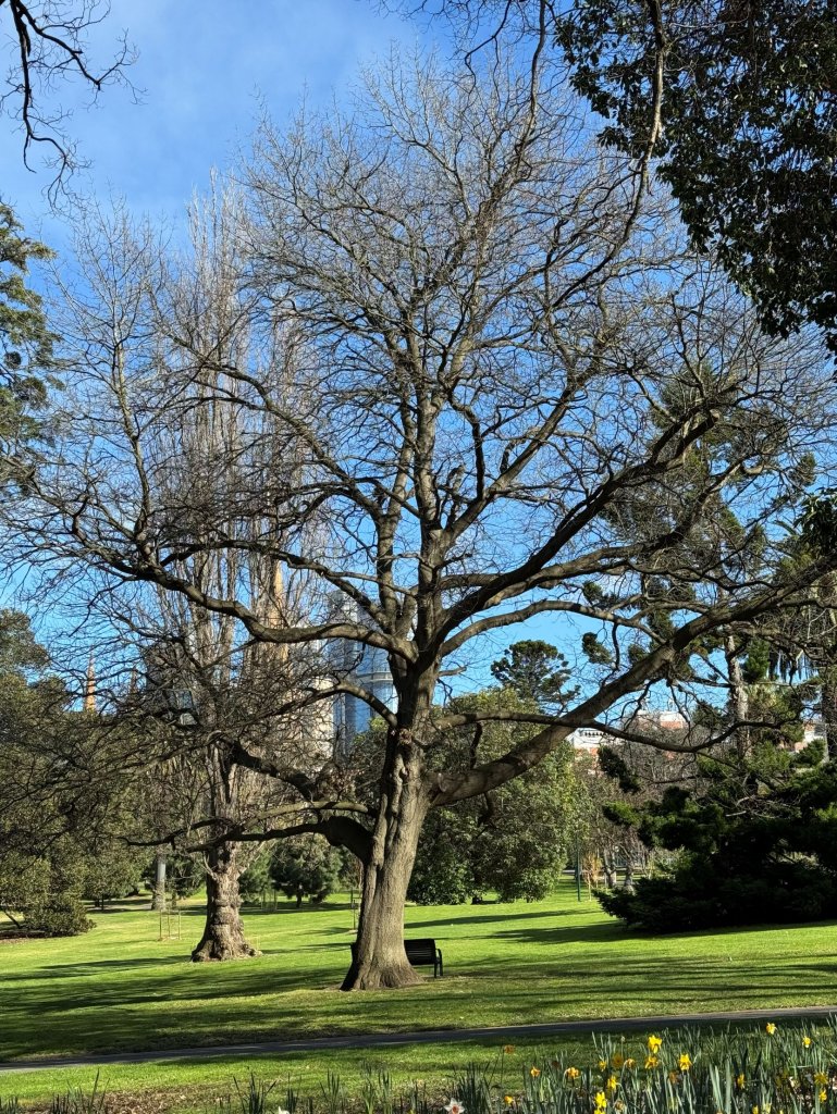 Fitzroy Gardens tree.jpg