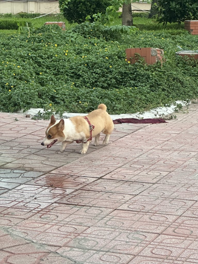 IMG_5617.jpeg