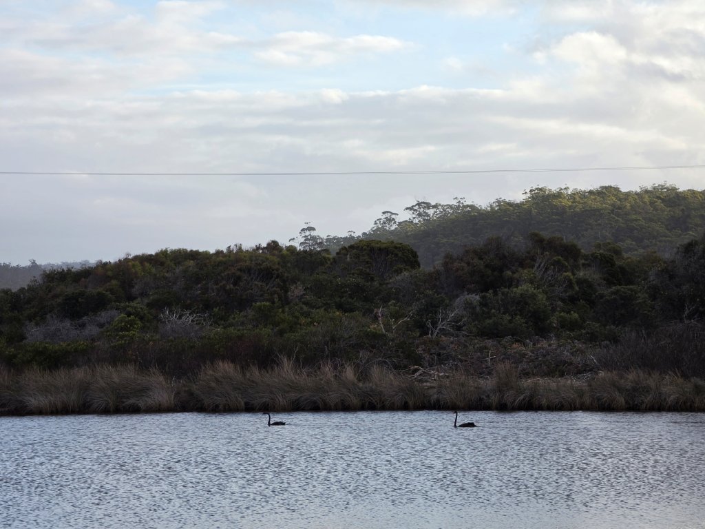 Swan lake.jpg