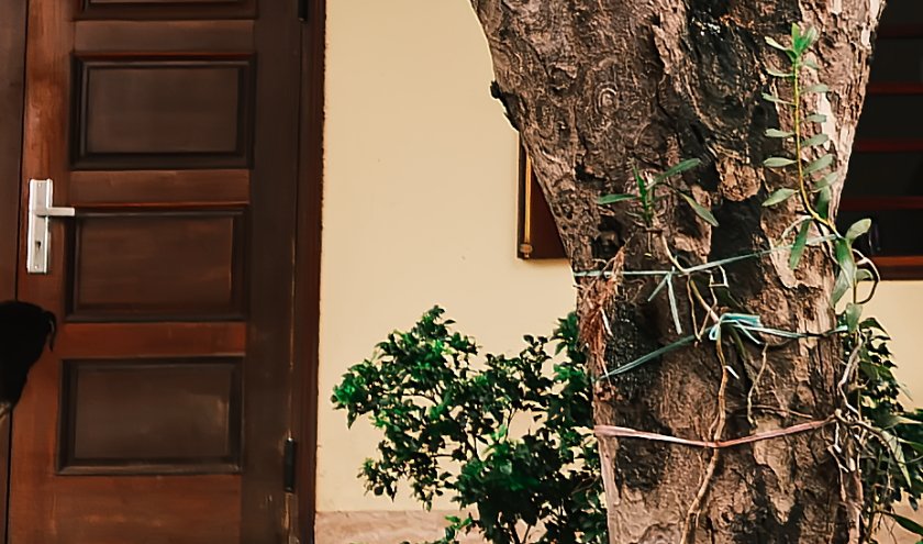 IMGL1442Crop.JPG
