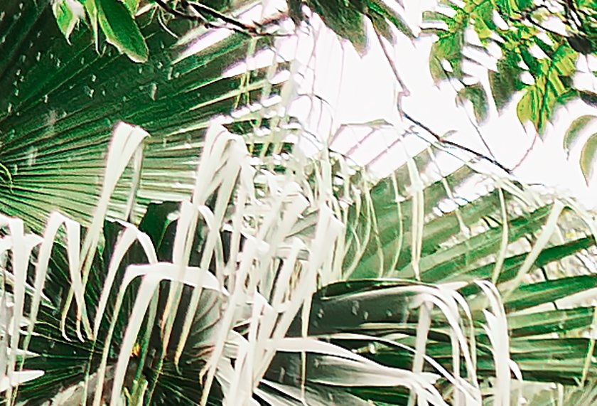 IMGL1442Crop01.JPG