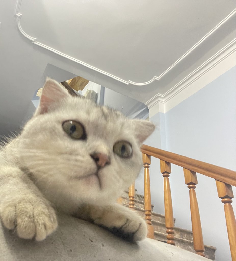 IMG_4341.jpeg