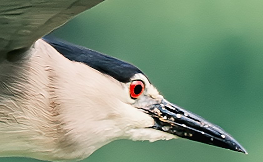 IMGL1489Crop01.JPG