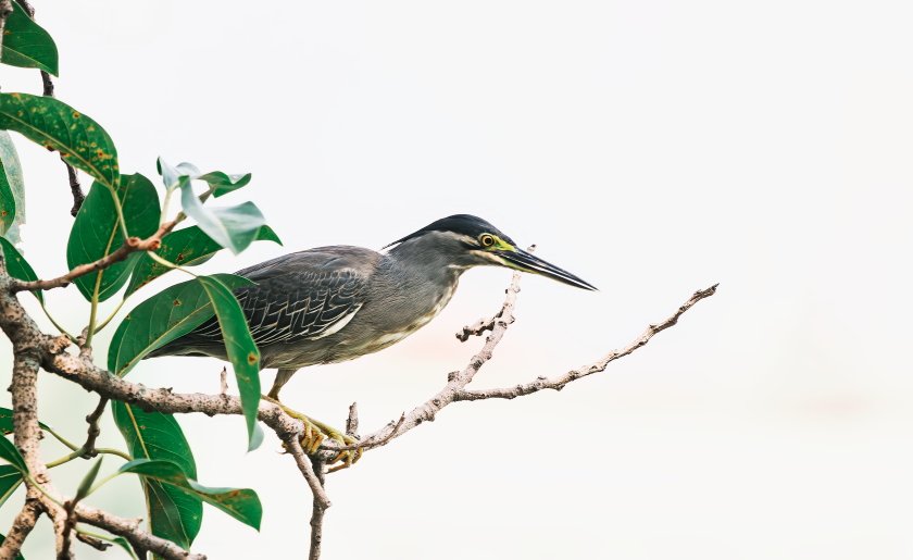 IMGL1500Crop.JPG