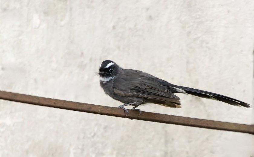 IMG_3265Crop.JPG