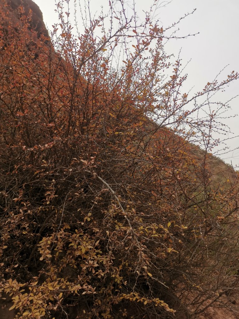IMG_20251024_163315.jpg