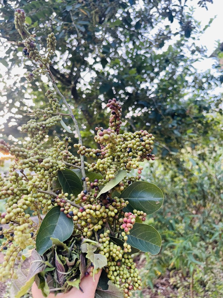 IMG_6025.jpeg