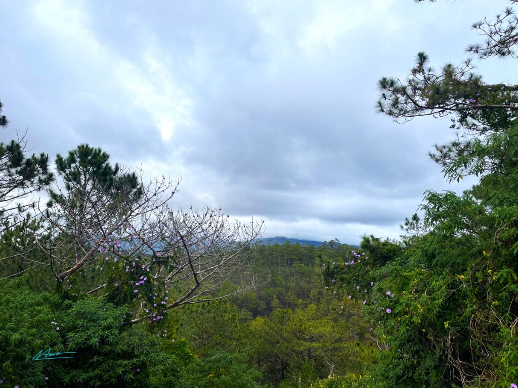 TVH's pic - TP Da Lat - 110226.jpg